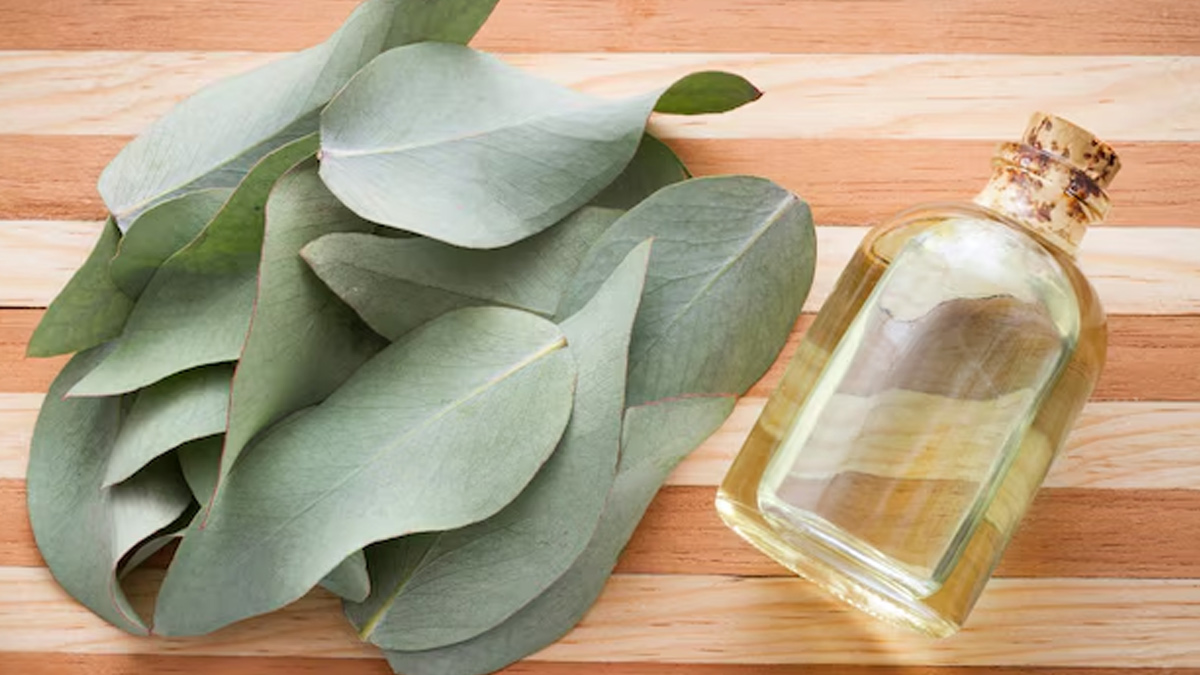 eucalyptus-oil