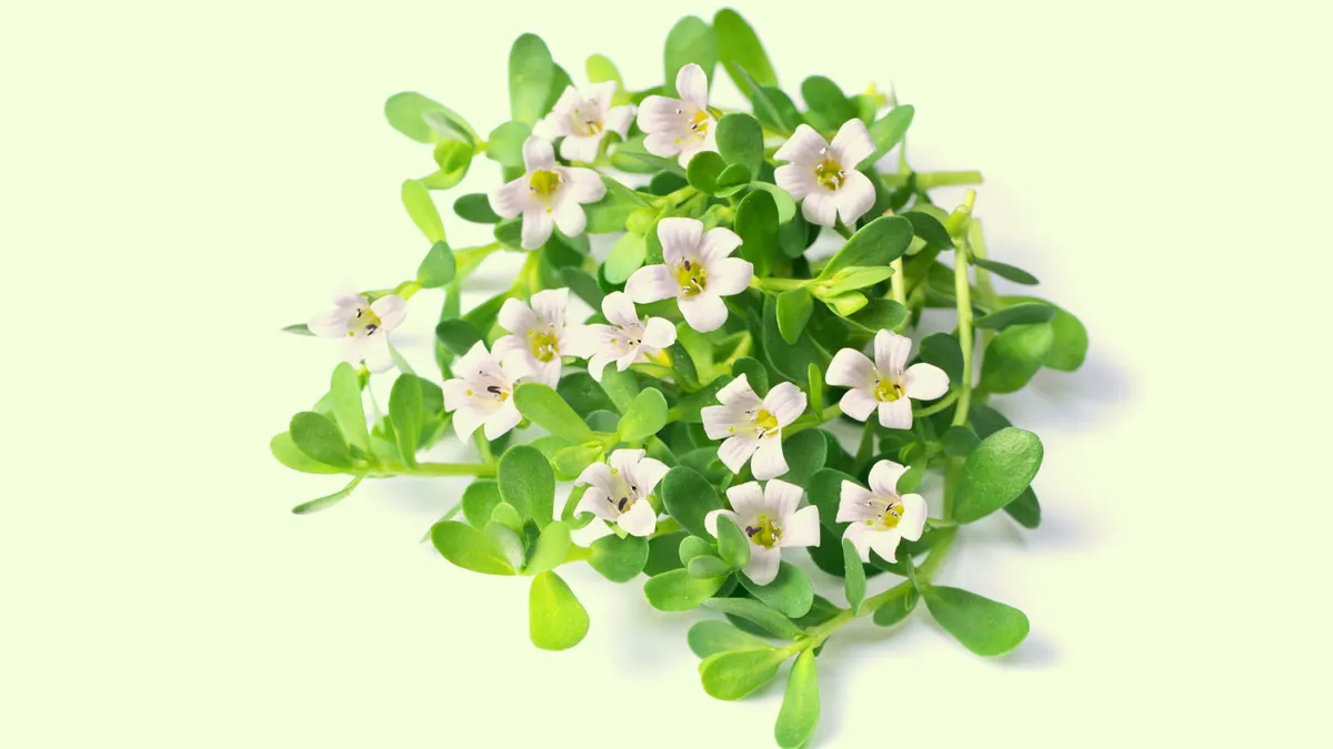 Medicinal Health Benefits Of Drinking Brahmi Leaves Juice Every Morning