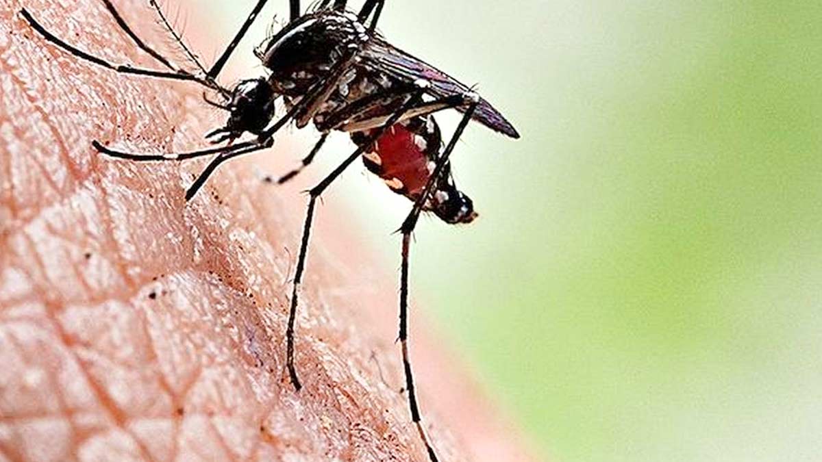 Telangana Reports Over 3,000 Dengue Cases In Just Two Months; Health Crisis Intensifies