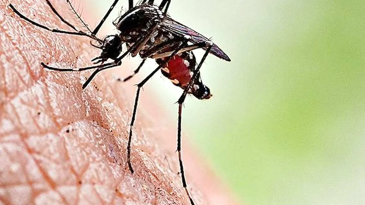 Telangana Reports Over 3,000 Dengue Cases In Just Two Months; Health Crisis Intensifies