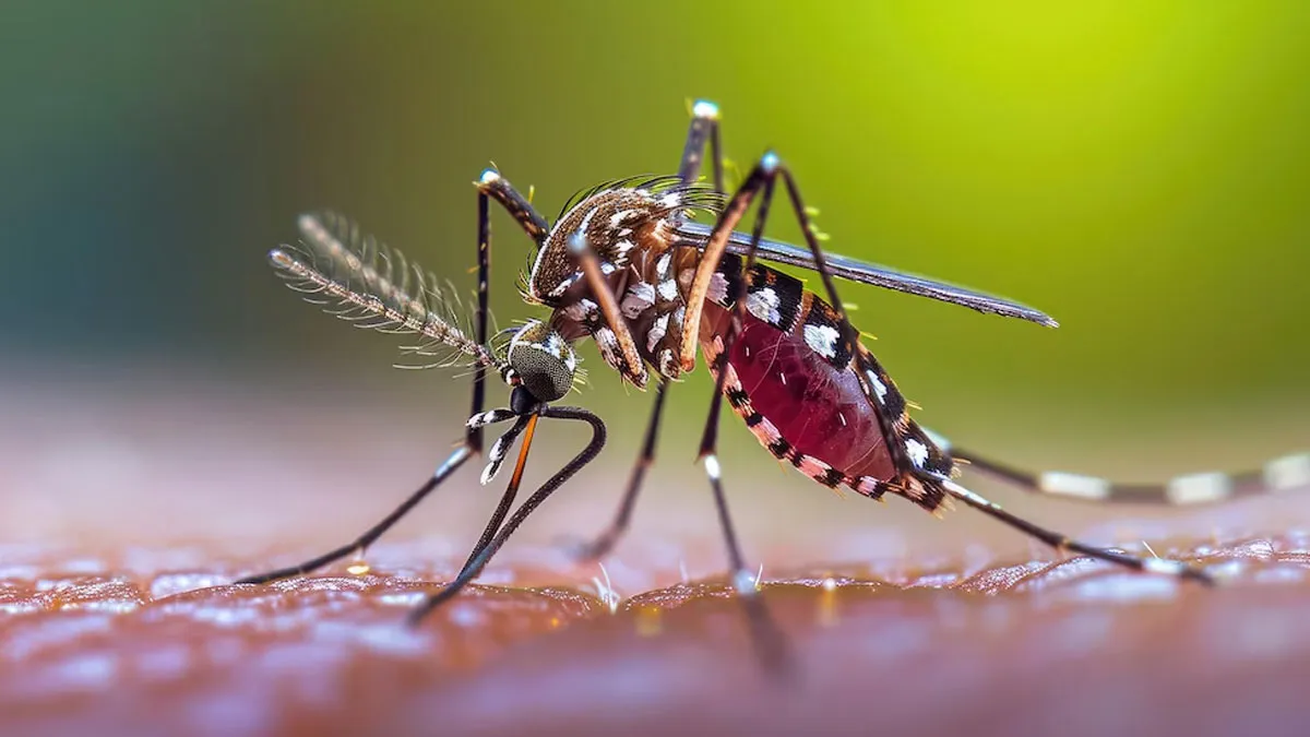 Malaria Cases In India Drop By 93%, Deaths Toll Down By 68%: WHO Report | Here's What Went Right