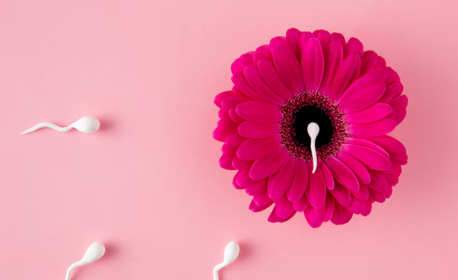 3-hormone-choleterol