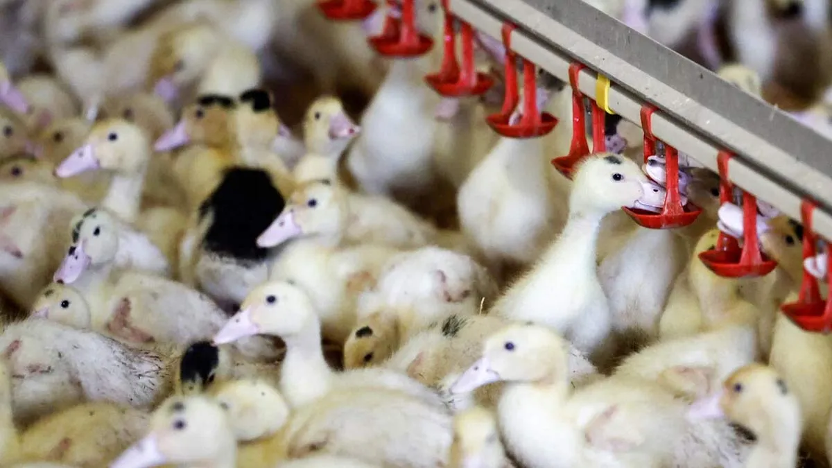 California Declares Statewide Emergency as Bird Flu Spreads: How Worried Should You Be?