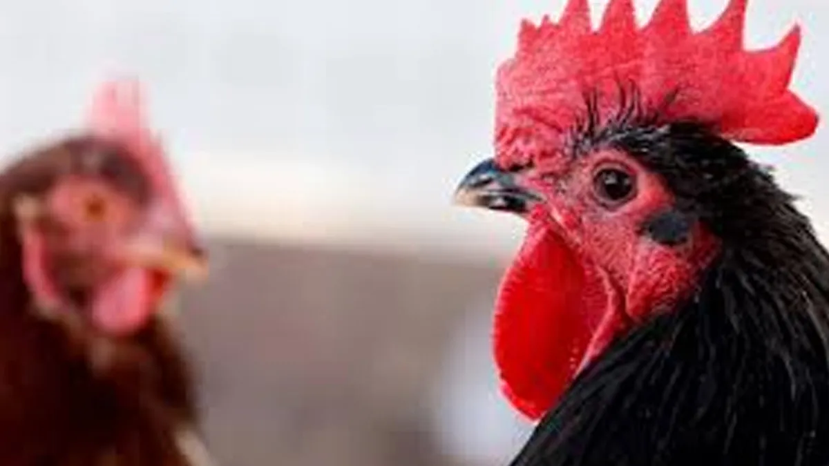 Rising Bird Flu Cases in Humans: Experts Warn the Next Pandemic Could Emerge from the US