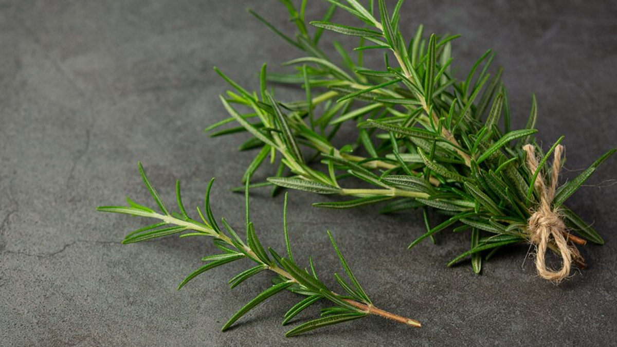 rosemary