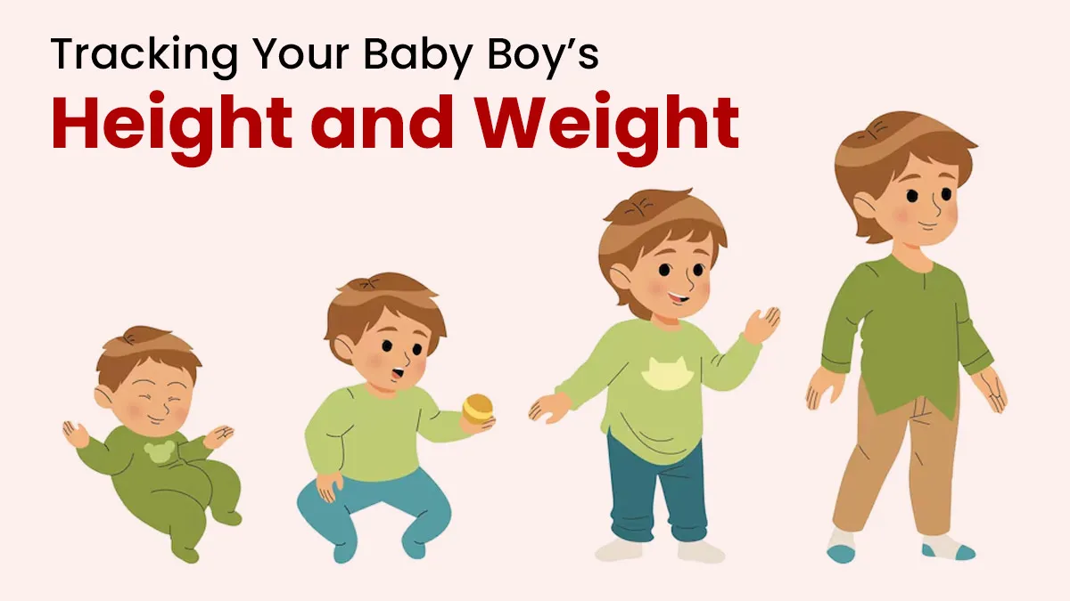 Baby Boy Height and Weight Growth Chart for 12 to 24 Months From Paediatrician