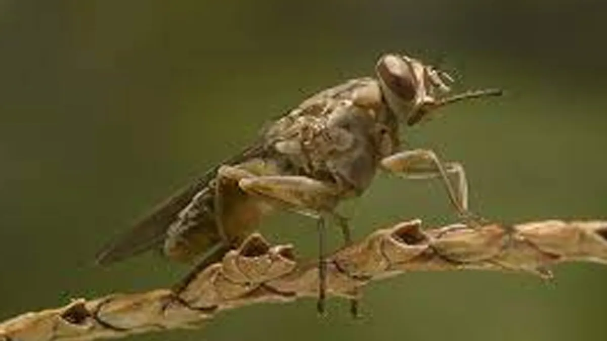 Deadly Sleeping Sickness: Fever, Psychosis, and Global Spread Risk Explained