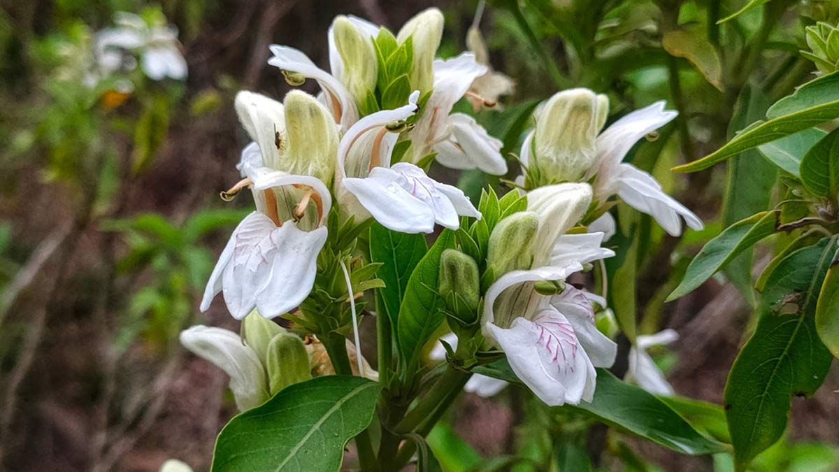 Adusa: Understanding Benefits Of The Herb For Cough, Cold, And Asthma