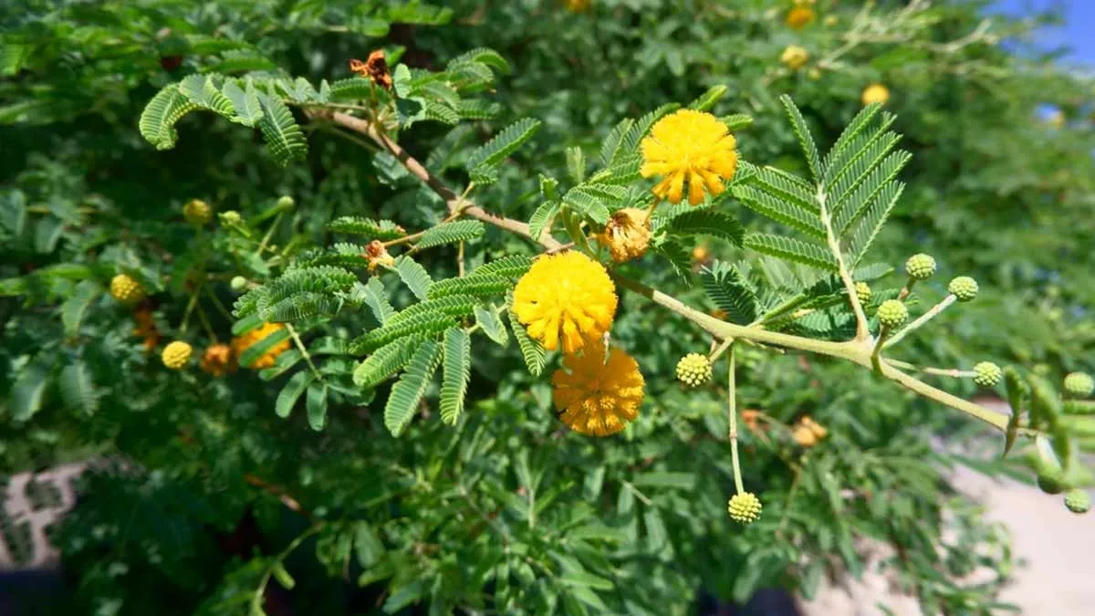 Babool: 5 Lesser Known Health Benefits Of This Medicinal Plant