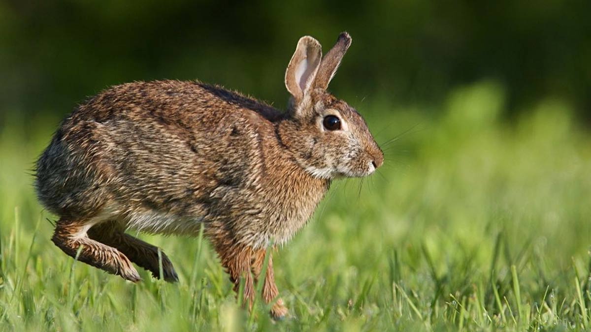 Tularemia on the Rise in the US: Understanding the Highly Infectious  Disease Spread by Rodents and Rabbits | OnlyMyHealth