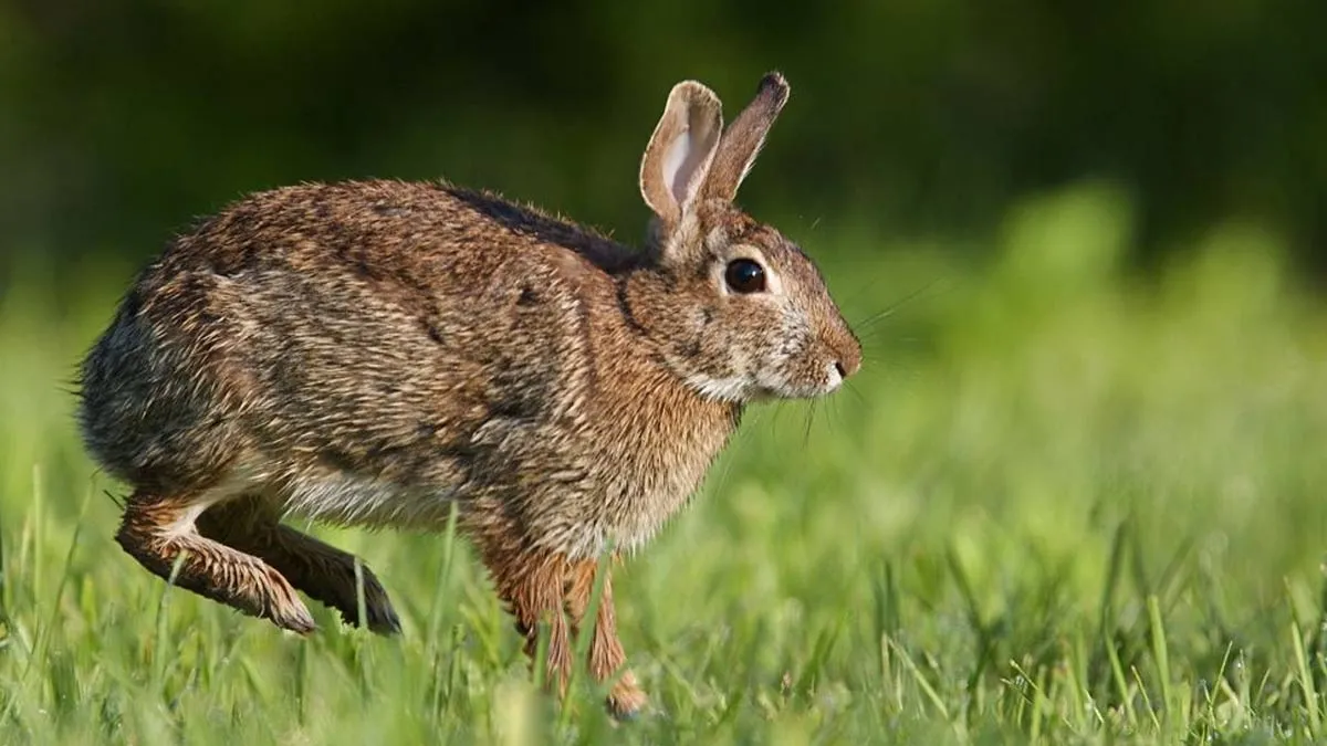 Tularemia on the Rise in the US: Understanding the Highly Infectious Disease Spread by Rodents and Rabbits