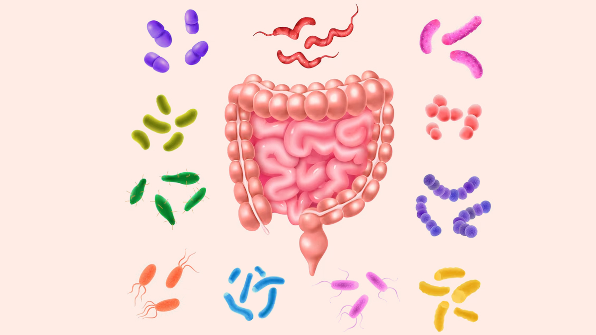 gut-bacteria