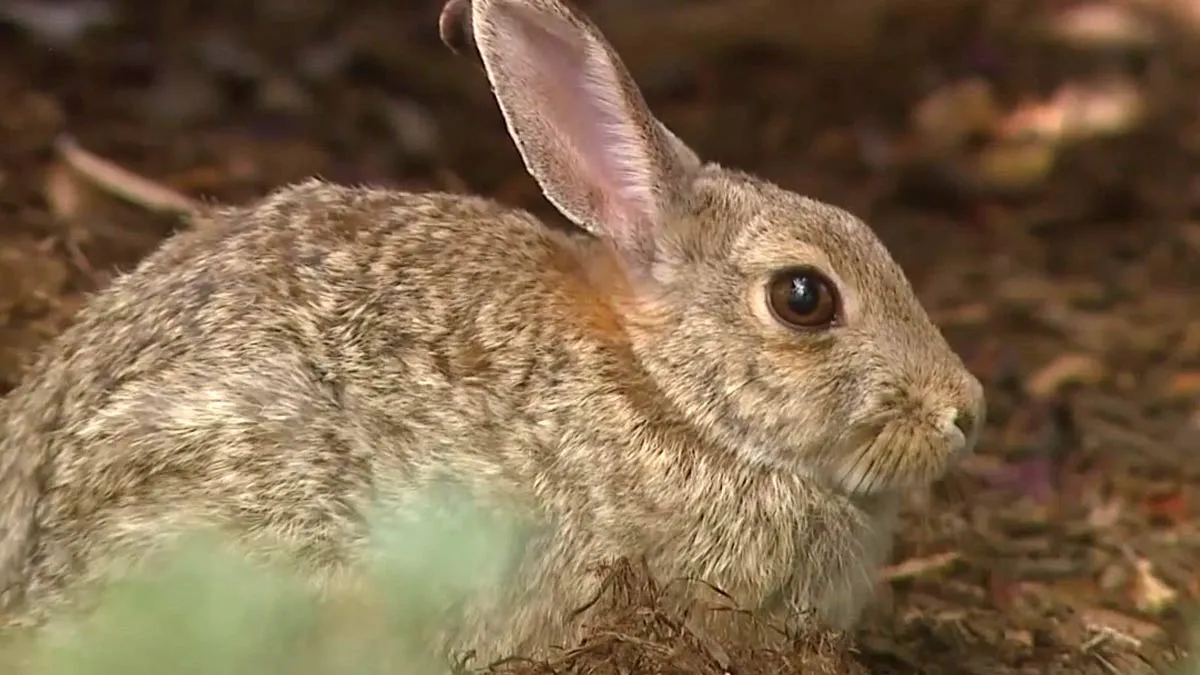 CDC Reports Major Spike In Human Cases Of Rabbit Fever In The Last Decade