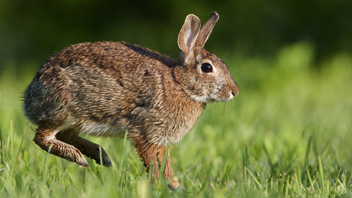 1-rabbit-fever