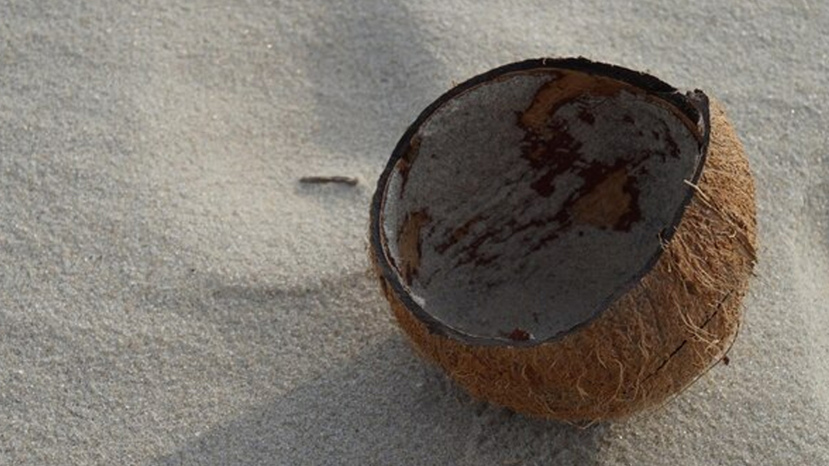 coconut-shell 