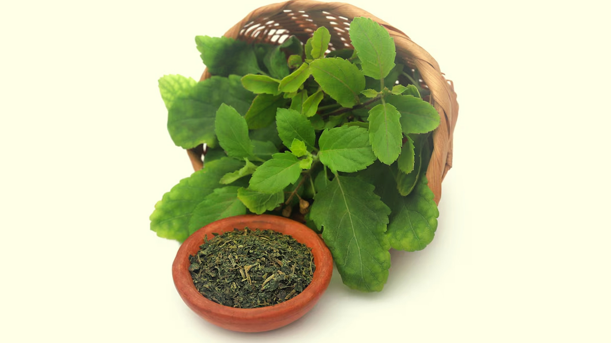 tulsi