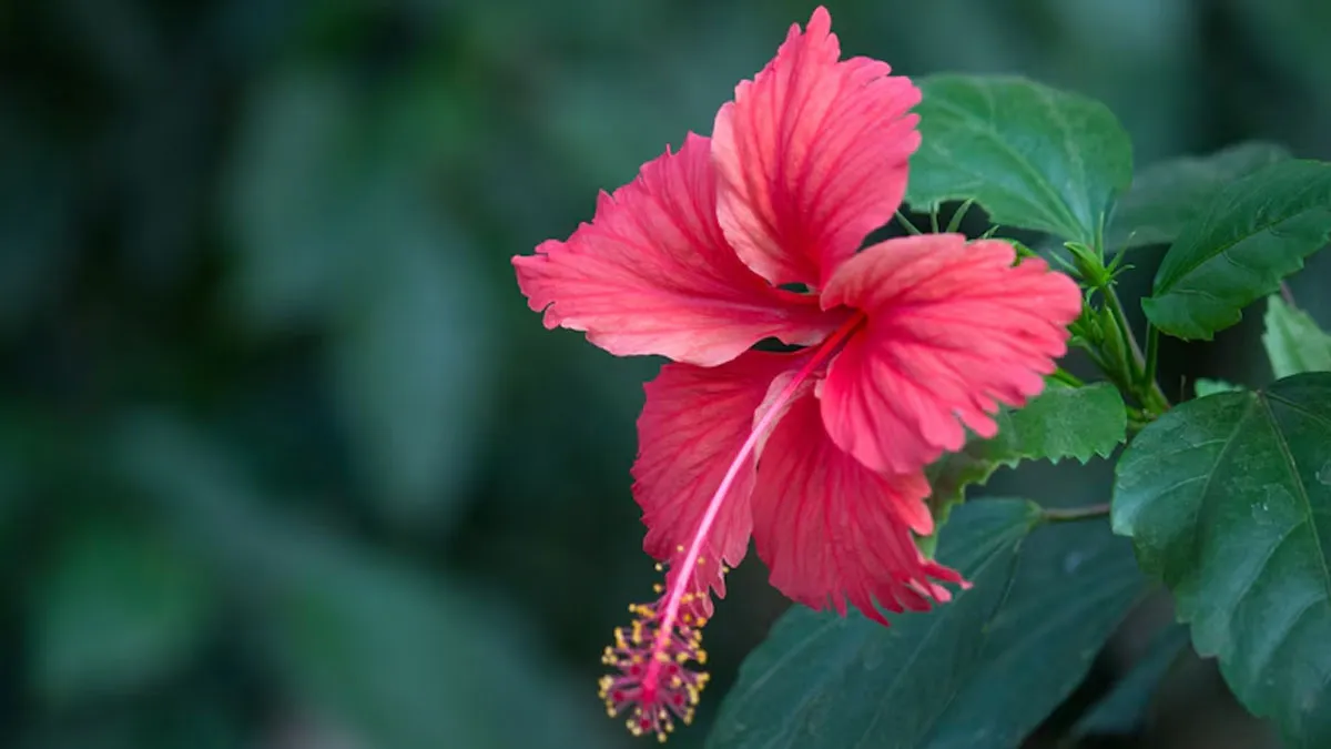 How Can Hibiscus Leaves Help You Fight Seasonal Cold, Cough And Flu