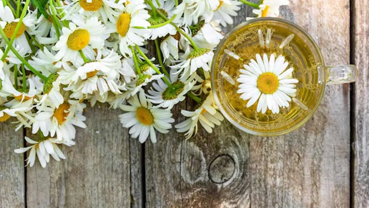 Haircare: How To Use Chamomile Tea To Naturally Lighten Hair Without Damage