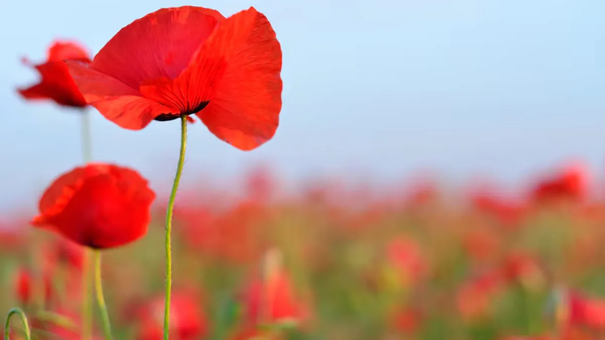 How does Poppy Help In Reducing Cough And Cold?
