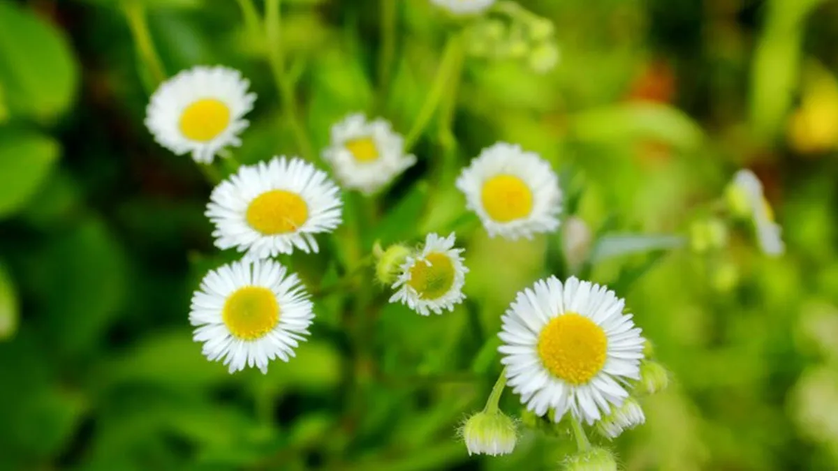 From Relieving Migraine to Fever: Health Benefits of Feverfew Herb