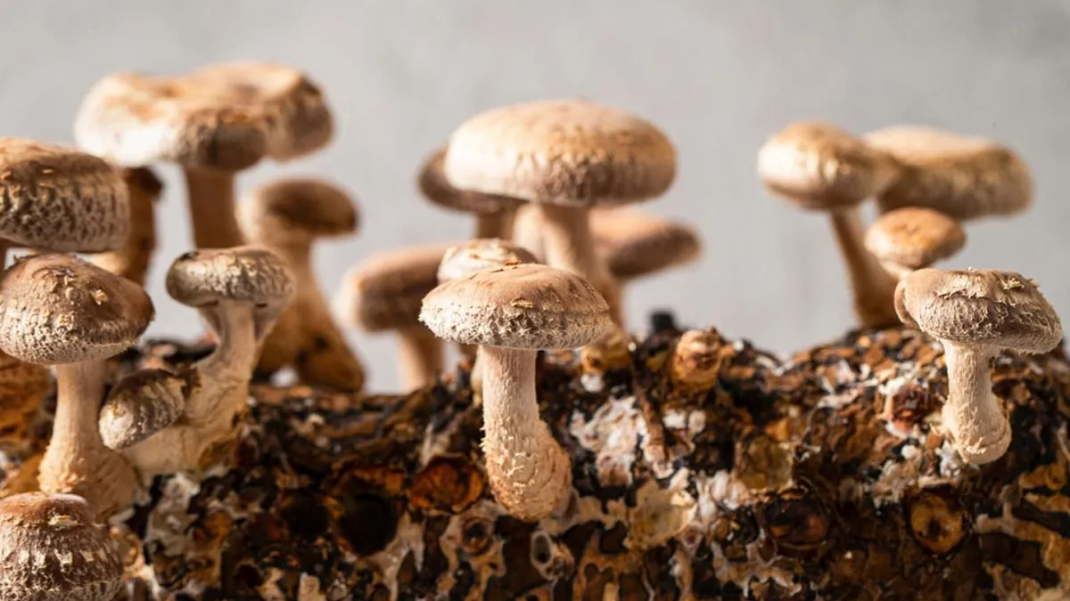Here’s Why Should You Add Shiitake Mushrooms In Your Diet