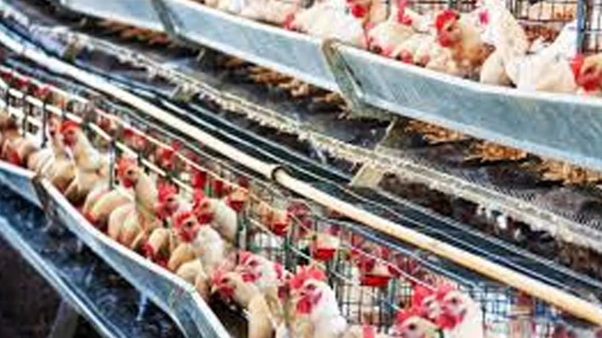 H5N1 Bird Flu Strikes Georgia Poultry Industry: CDC Issues Urgent Prevention Guidelines