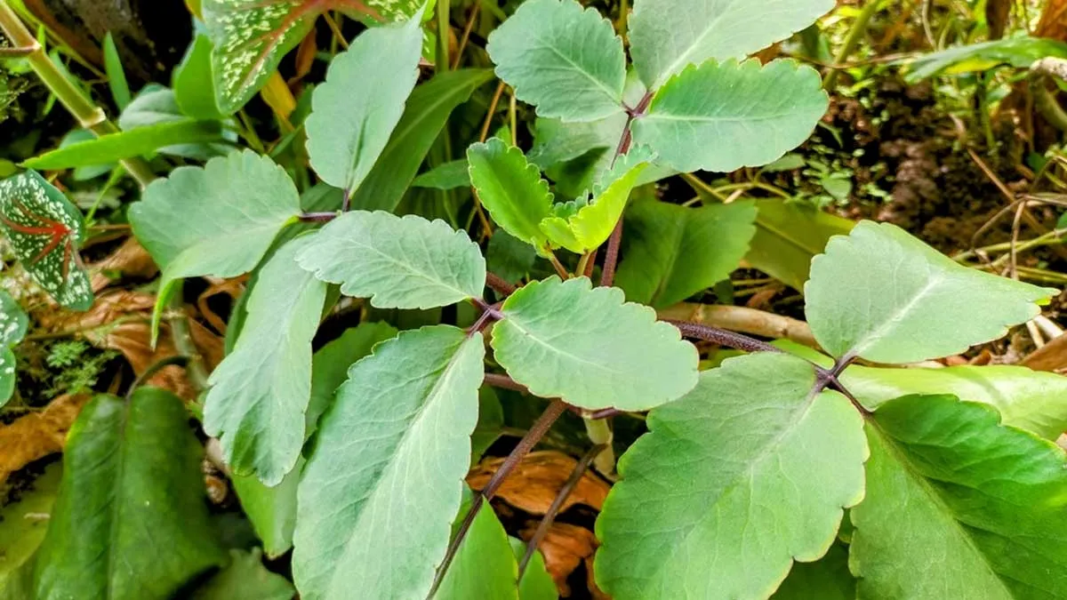 From Boosting Immunity To Promoting Skin Health: Here Are 6 Benefits Of Patharchatta You Should Know