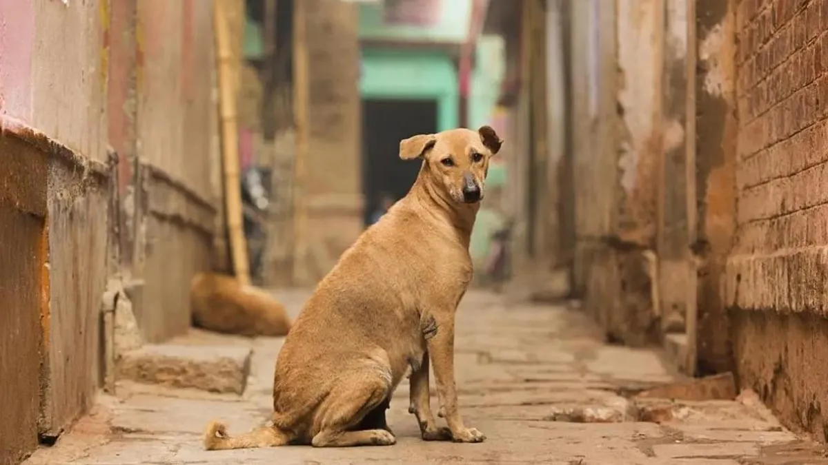 Mission Rabies India Kicks Off ‘Rabies Free’ Campaign in Thane, Aiming for Total Eradication!