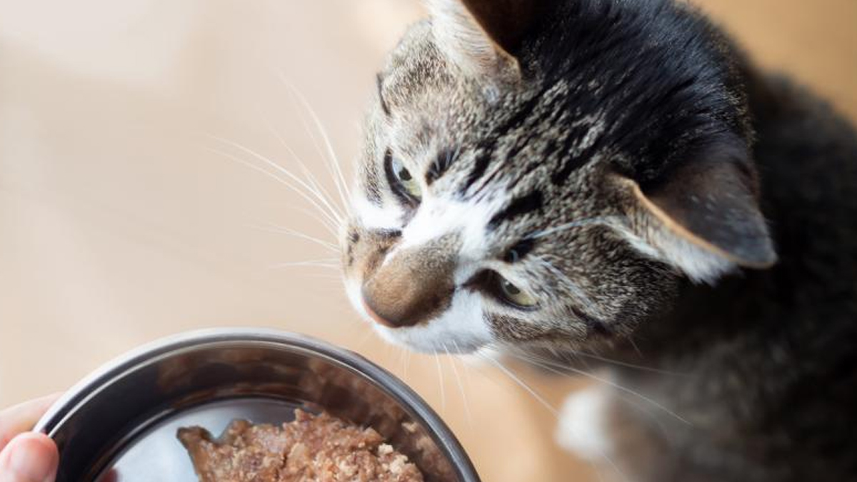1-raw-pet-food