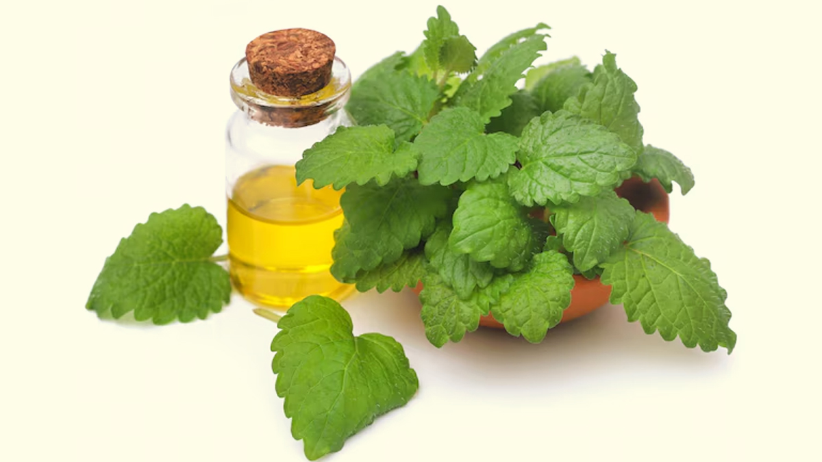lemon-balm-oil