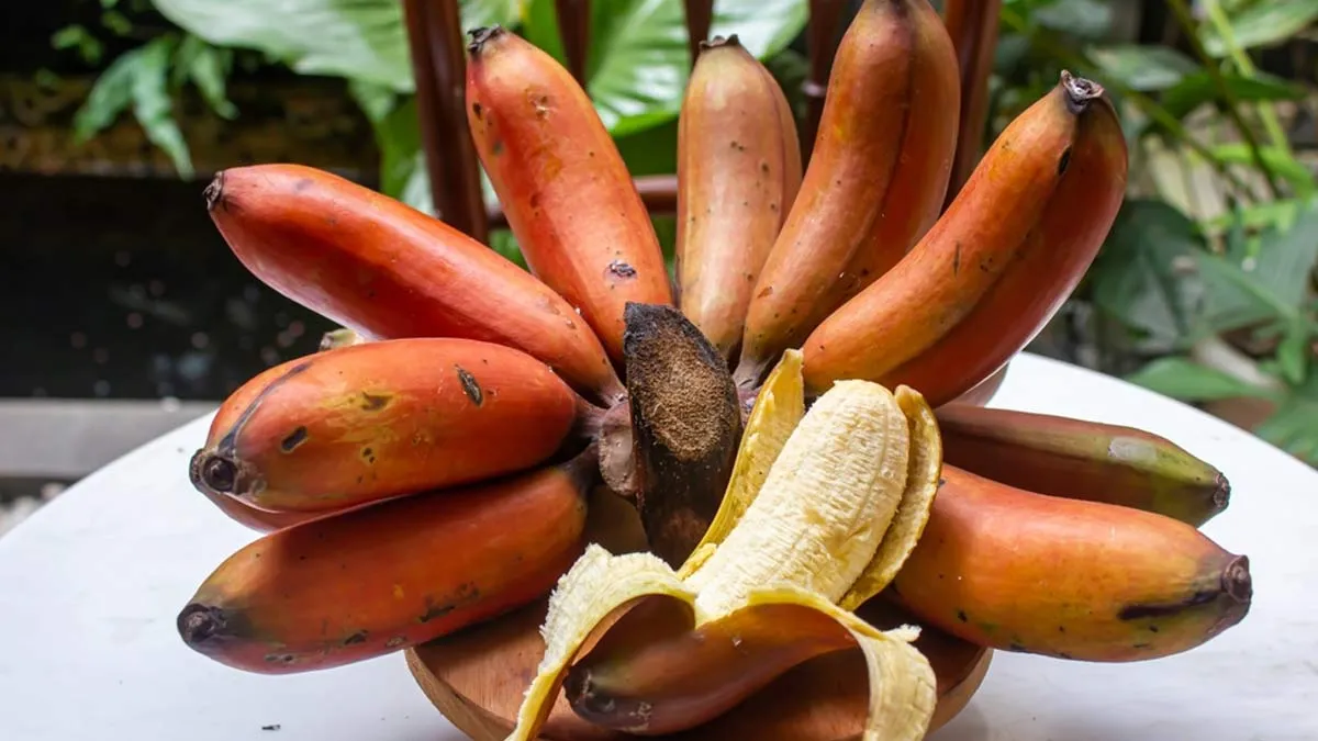 Expert Shares 6 Benefits Of Eating Red Bananas For Heart Health