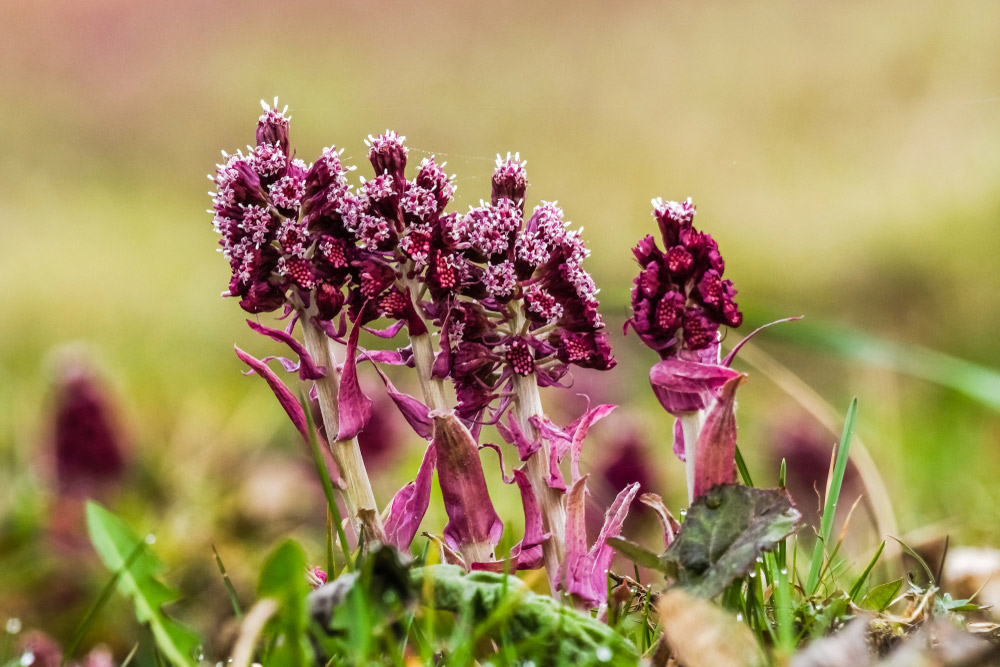 1-butterbur