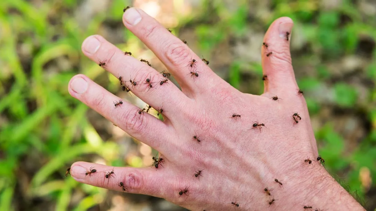 Feels Like Ants Crawling Under Your Skin? Signs Your Liver Might Need Attention
