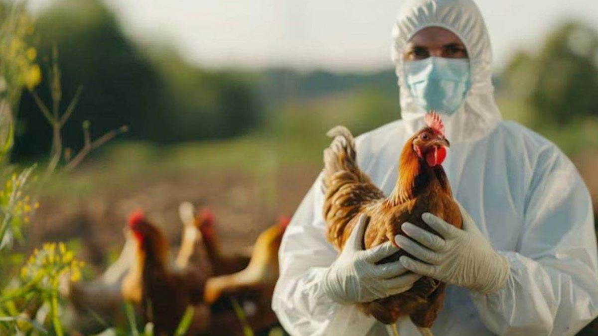 Bird Flu Alert: Maharashtra Village and Nearby Areas Declared High-Risk Zone To Combat Spread | OnlyMyHealth