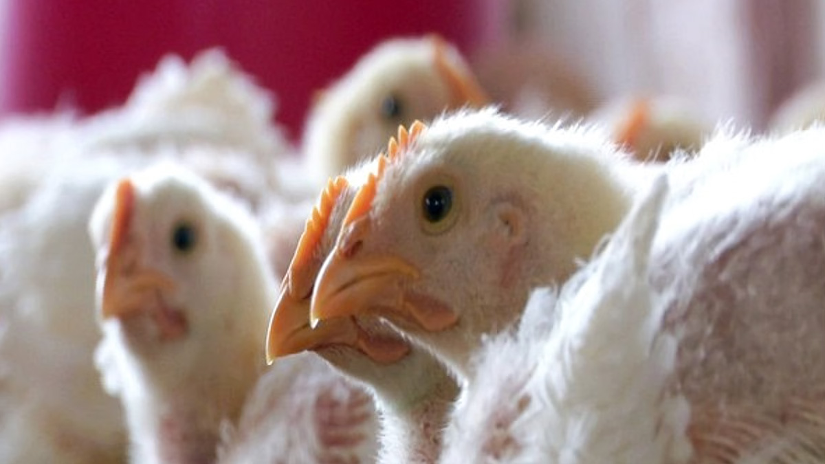 2-maharashtra-bird-flu
