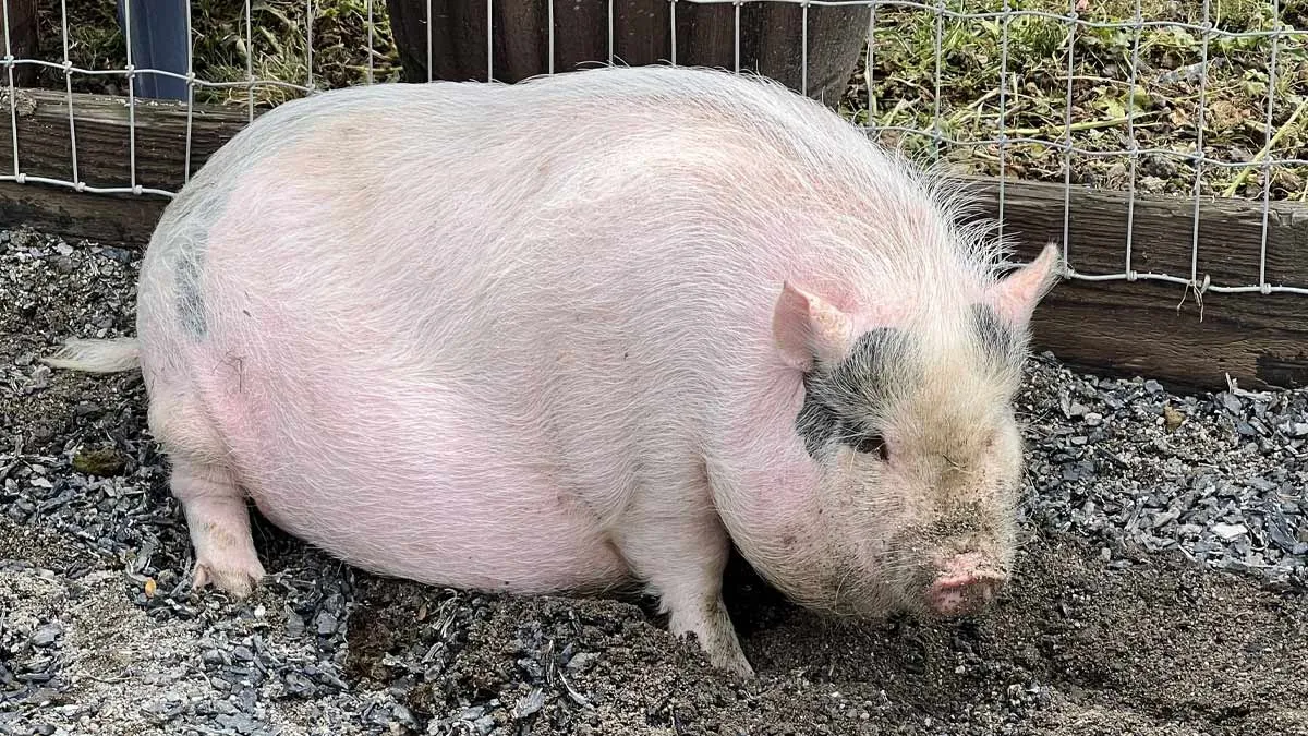 FDA Greenlights Clinical Trials For Groundbreaking Pig Kidney Transplants In Humans