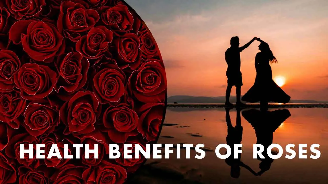 Rose Day 2025: Health Benefits of Roses That Is More Than Just a Symbol of Love This Valentine’s Week