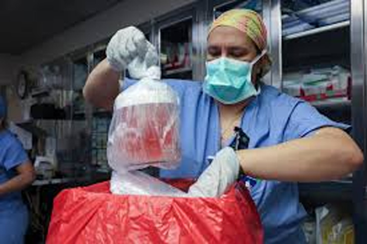 2-pig-kidney