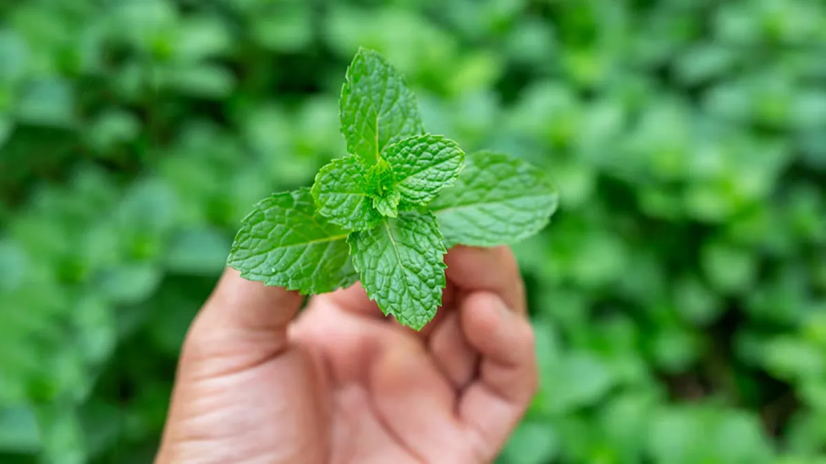 Peppermint For Headache: Here's How It Can Help You Relieve Your Headaches