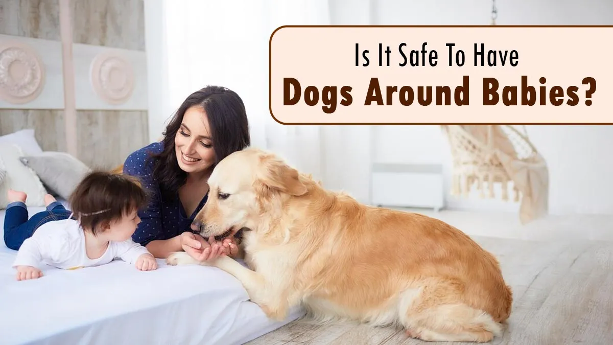 How Dogs Help Your Baby’s Immune System: Benefits, Risks, and Safety Tips for New Parents
