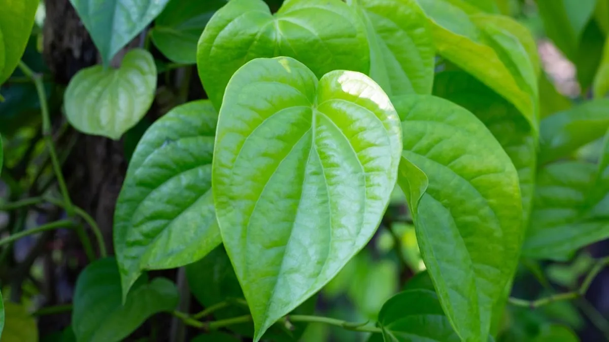 Benefits Of Betel Leaf For Cold And Other Viral Infections