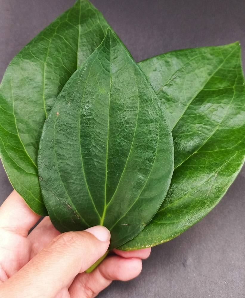 1-betel-leaf