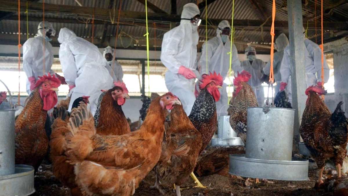 Bird Flu Outbreak In India Is It Safe To Consume Chicken And Eggs
