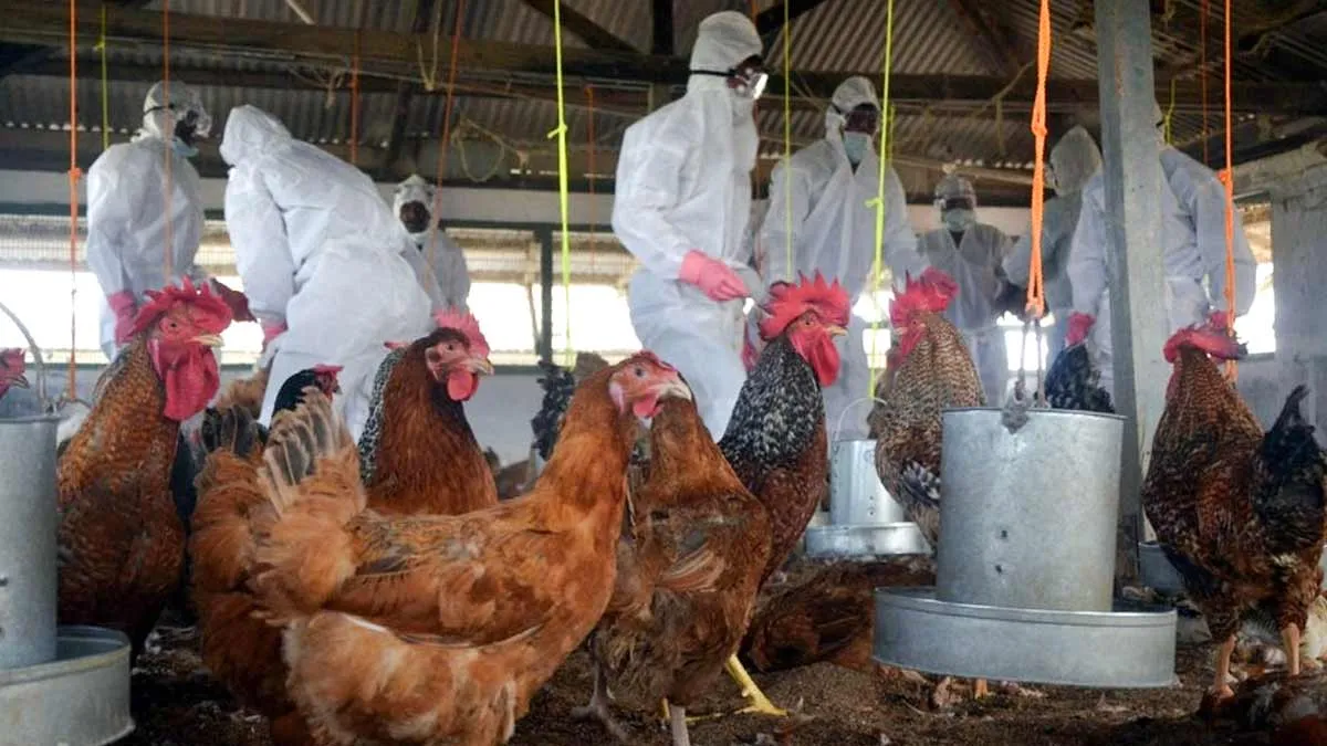Bird Flu Outbreak In India: Is It Safe To Consume Chicken And Eggs?