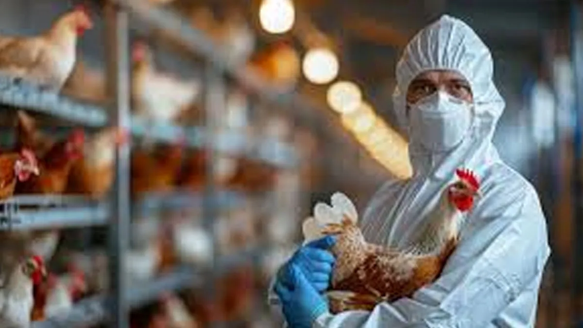Can You Get Bird Flu From Eating Chicken? Expert Answers