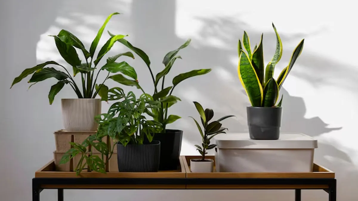 5 Indoor Plants That Provide Oxygen 24 Hrs And Are Beneficial For Your Health