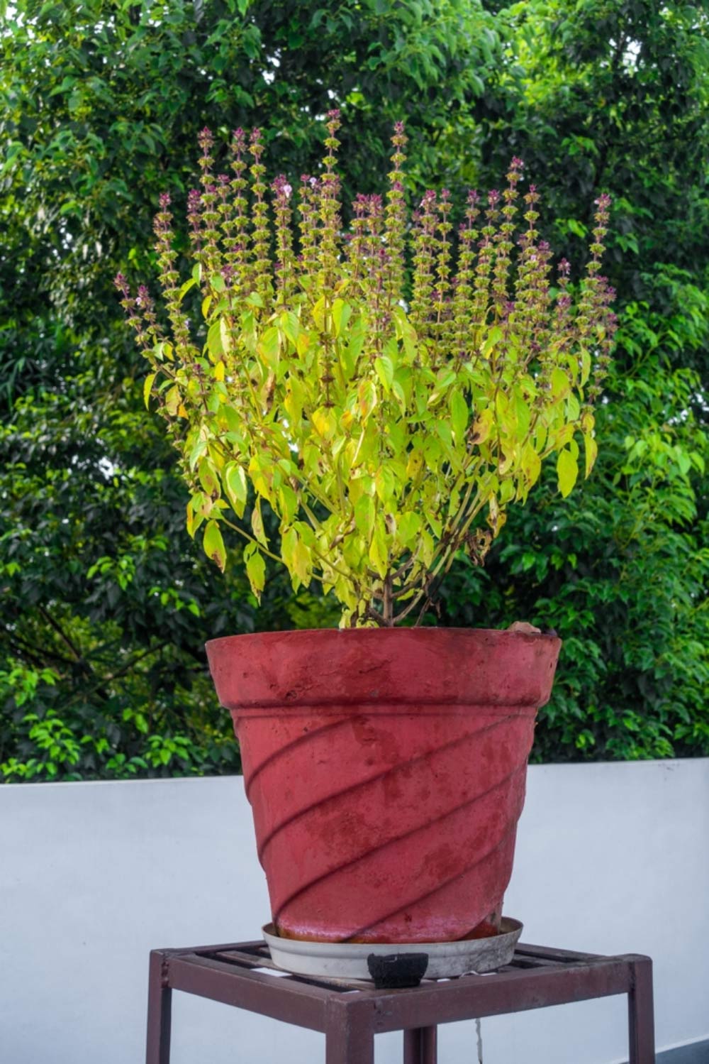 3-tulsi-plant