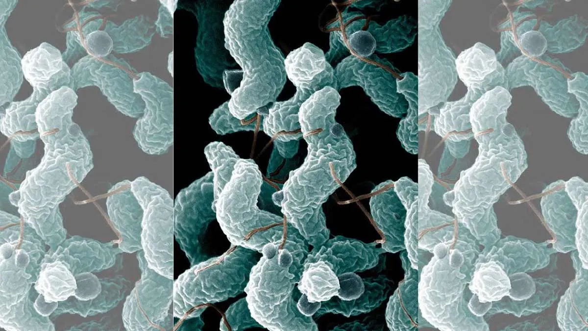 ICMR Confirms Diarrhoeal Pathogen In GBS Case Samples But Cause Of Outbreak Unclear