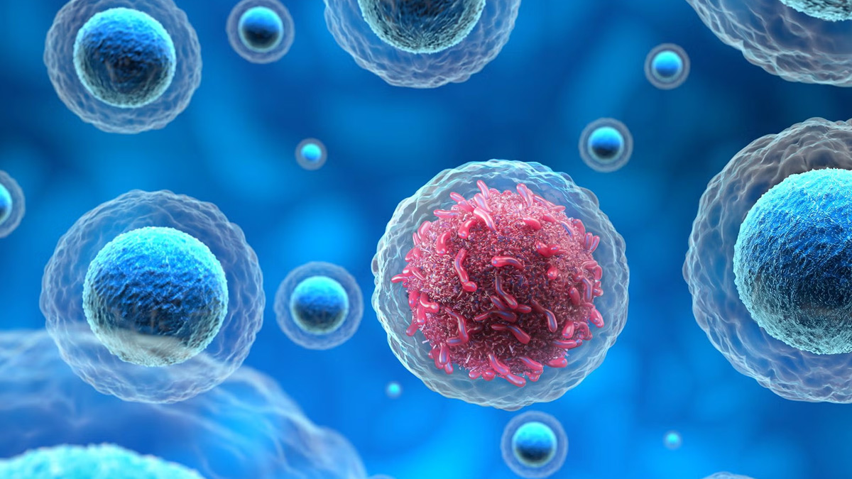 2-immune-cells