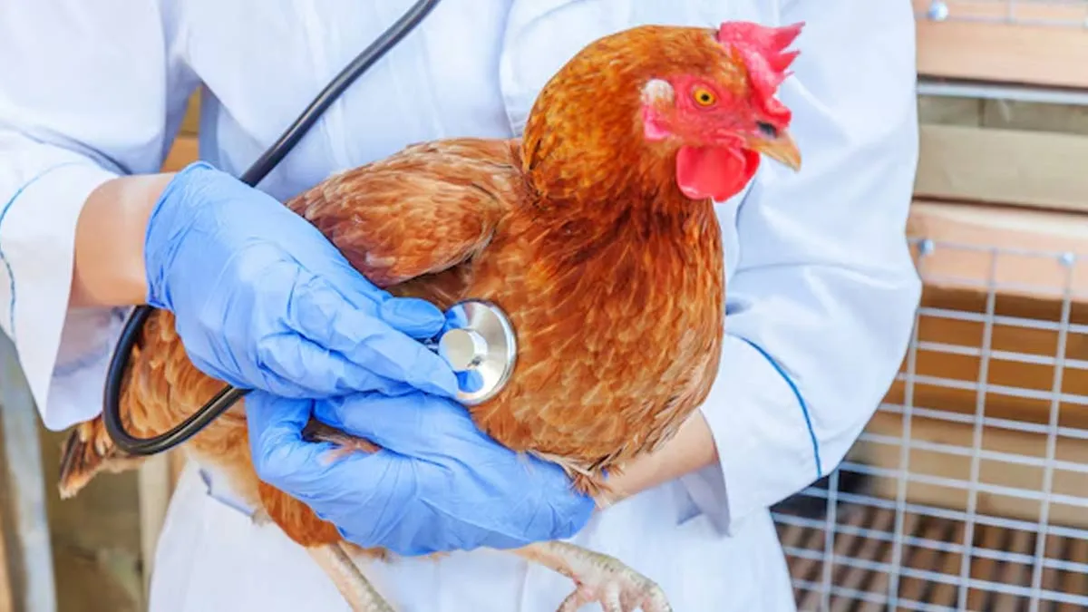 Avian Flu (H5N1): Expert-Recommended Tips To Curb Bird Flu Spread
